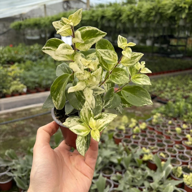 Aeschynanthus lobbianus Variegata Eszynanthus  P9