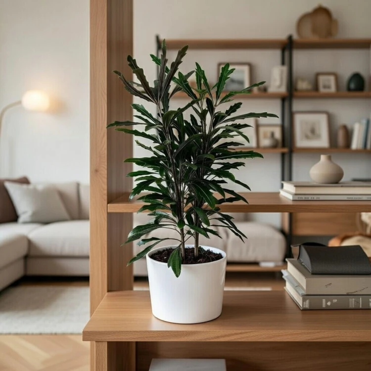 Plerandra elegantissima Szeflera Dizygoteka Schefflera Dizygotheca P12 #5