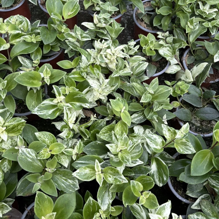 Aeschynanthus lobbianus Variegata Eszynanthus  P9