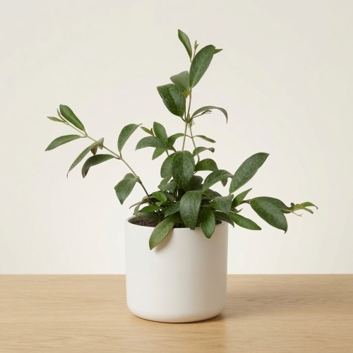 Aeschynanthus Marmoratus Eszynathus Marmurkowy P11
