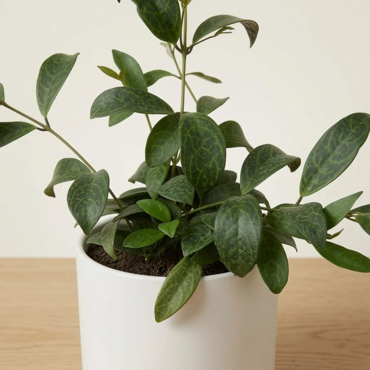 Aeschynanthus Marmoratus Eszynathus Marmurkowy P11