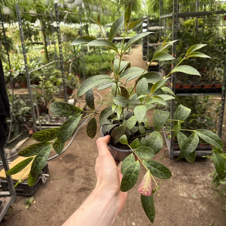 Aeschynanthus Marmoratus Eszynathus Marmurkowy P11