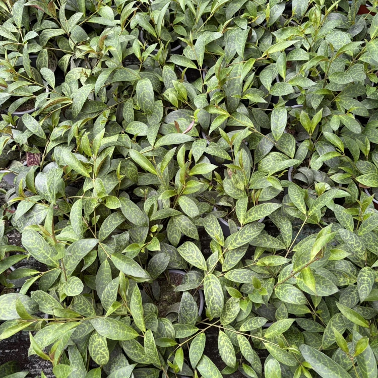 Aeschynanthus Marmoratus Eszynathus Marmurkowy P11