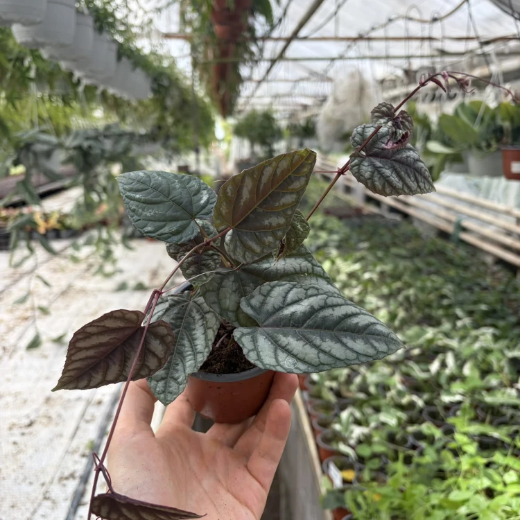 Cissus discolor P9
