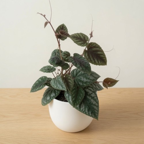 Cissus discolor P9