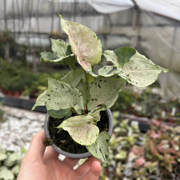 Syngonium Grey Ghost P9