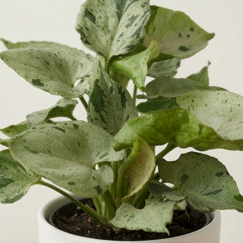 Syngonium Grey Ghost P9