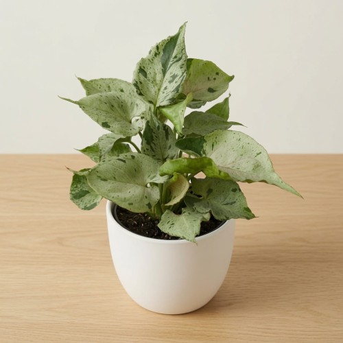 Syngonium Grey Ghost P9
