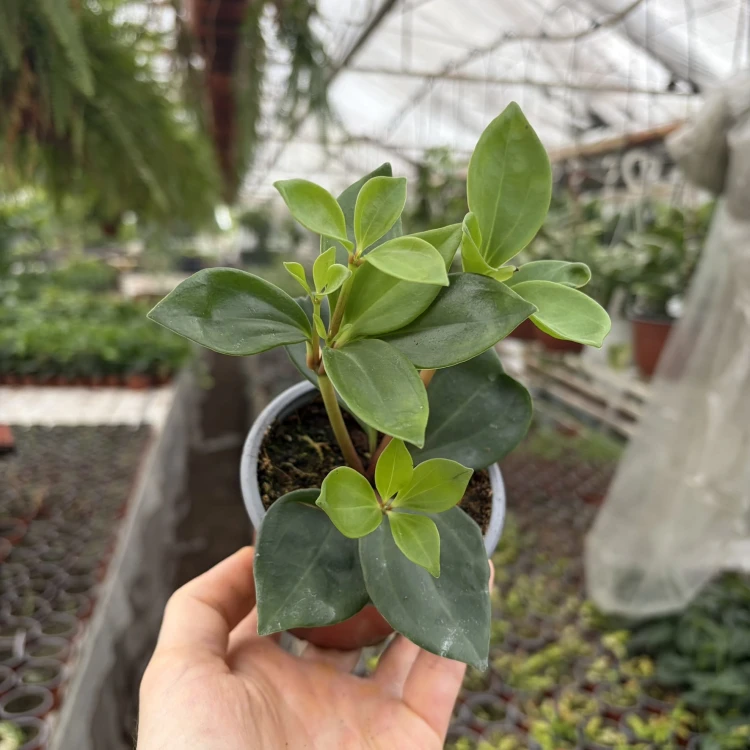Peperomia Pereskiifolia P9