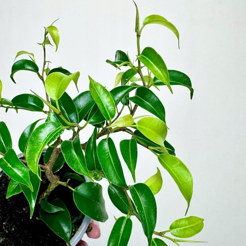 Ficus bonsai Fikus #2