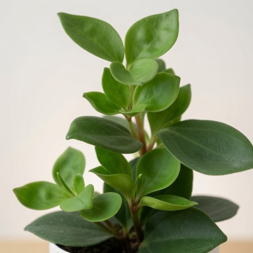 Peperomia Pereskiifolia P9