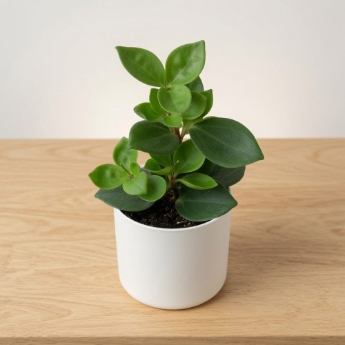Peperomia Pereskiifolia P9