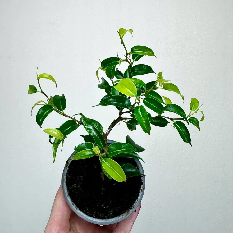 Ficus bonsai Fikus #3