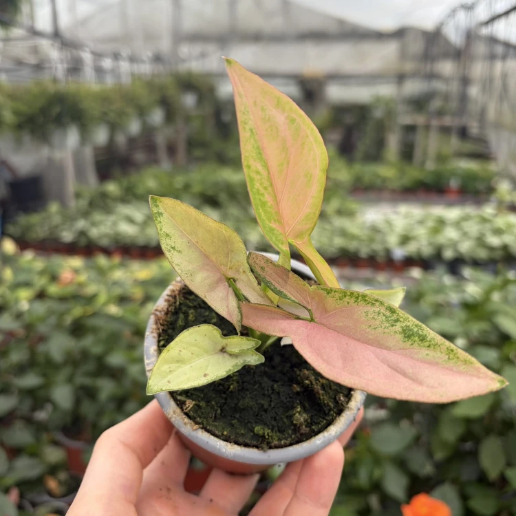Syngonium Red Spot Zroślicha P9