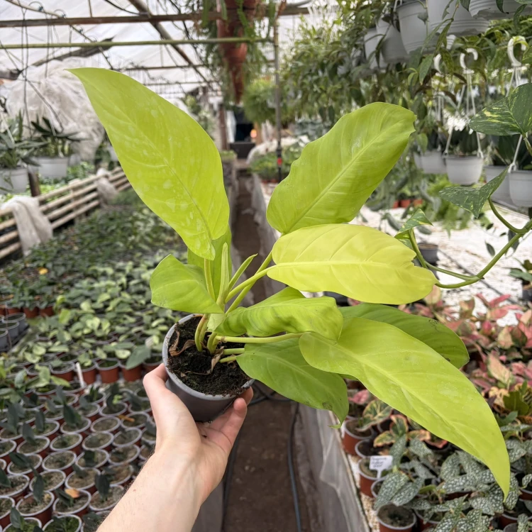 Philodendron Malaya Gold Filodendron P11