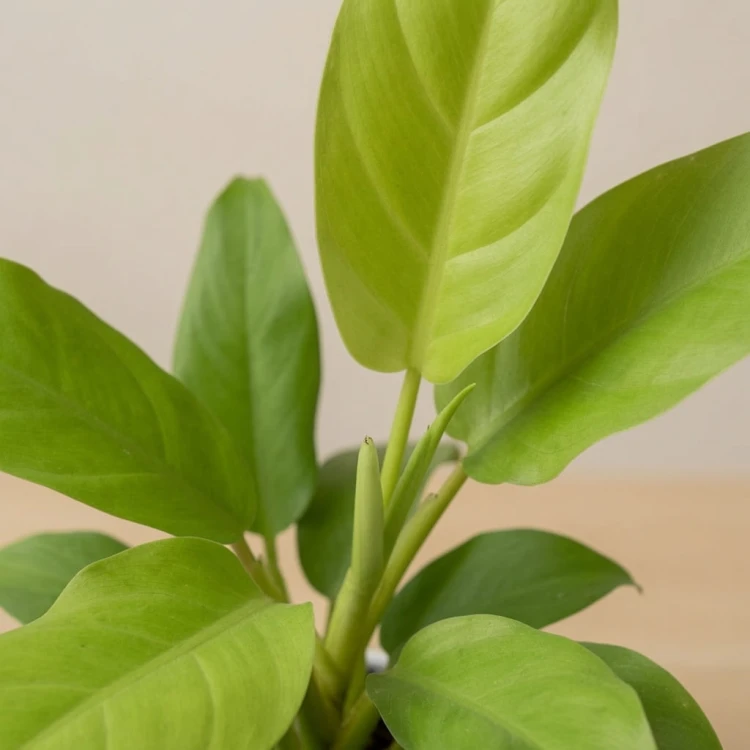 Philodendron Malaya Gold Filodendron P11
