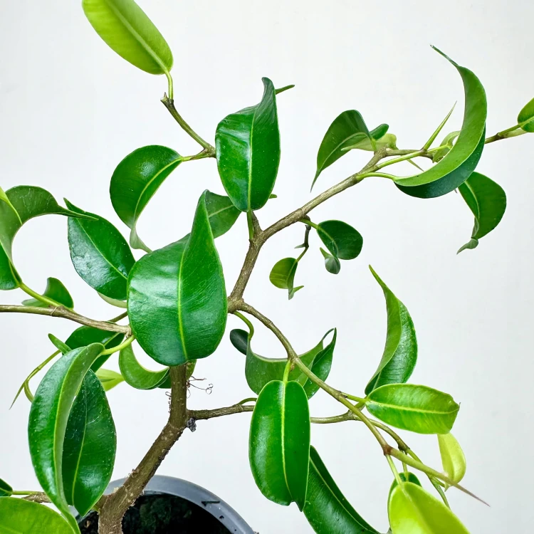 Ficus bonsai Fikus #4