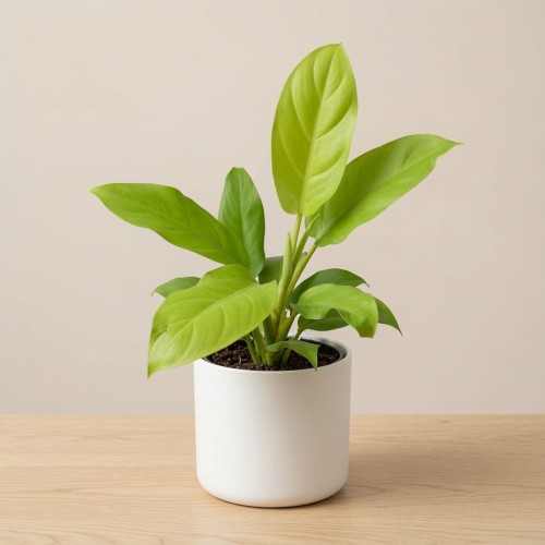 Philodendron Malaya Gold Filodendron P11