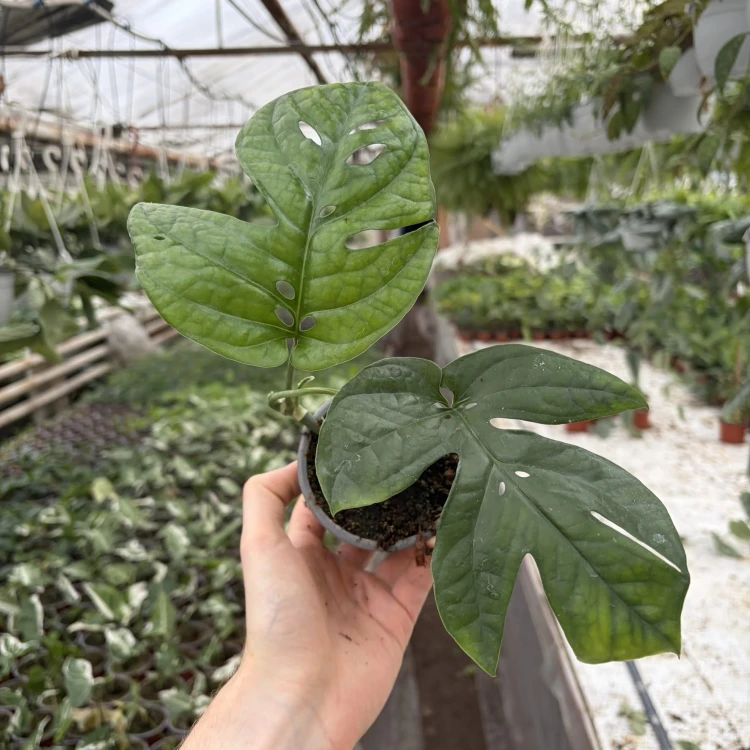 Amydrium medium Monstera Spiderman P9