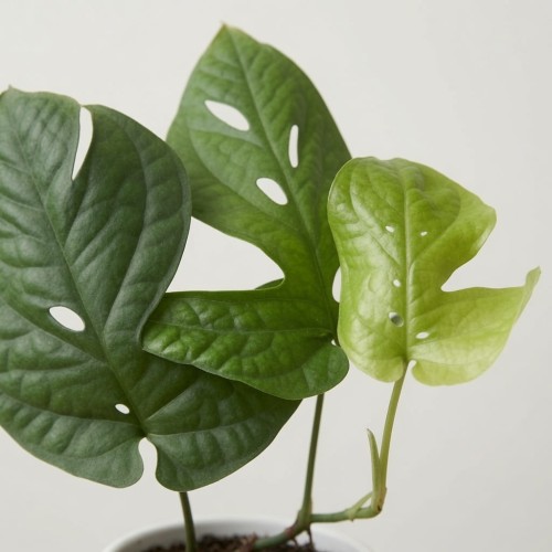 Amydrium medium Monstera Spiderman P9