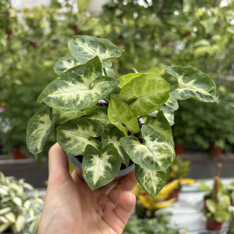 Syngonium Pixie Zroślicha P9