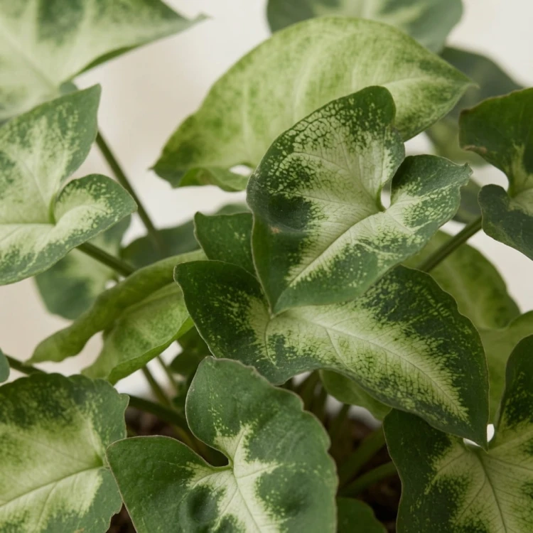 Syngonium Pixie Zroślicha P9