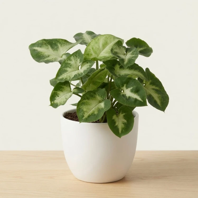 Syngonium Pixie Zroślicha P9