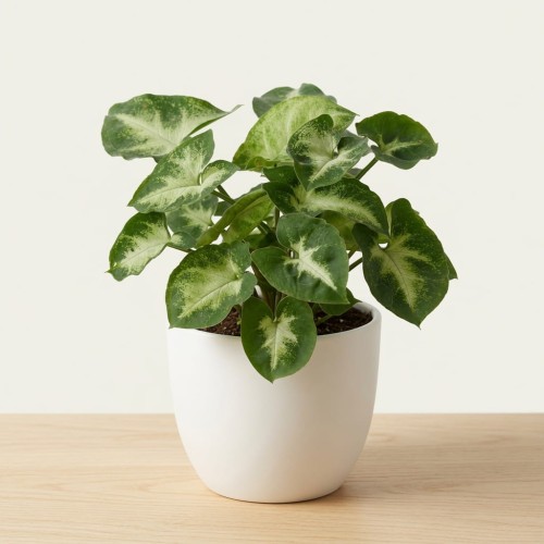 Syngonium Pixie Zroślicha P9