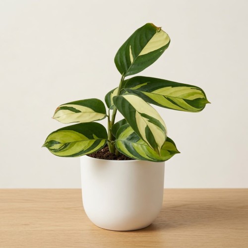 Ctenanthe lubbersiana Golden Mosaic P9