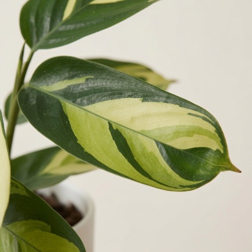 Ctenanthe lubbersiana Golden Mosaic P9