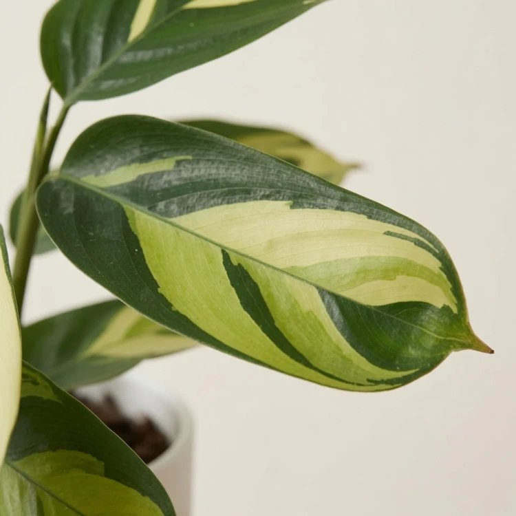 Ctenanthe lubbersiana Golden Mosaic P9