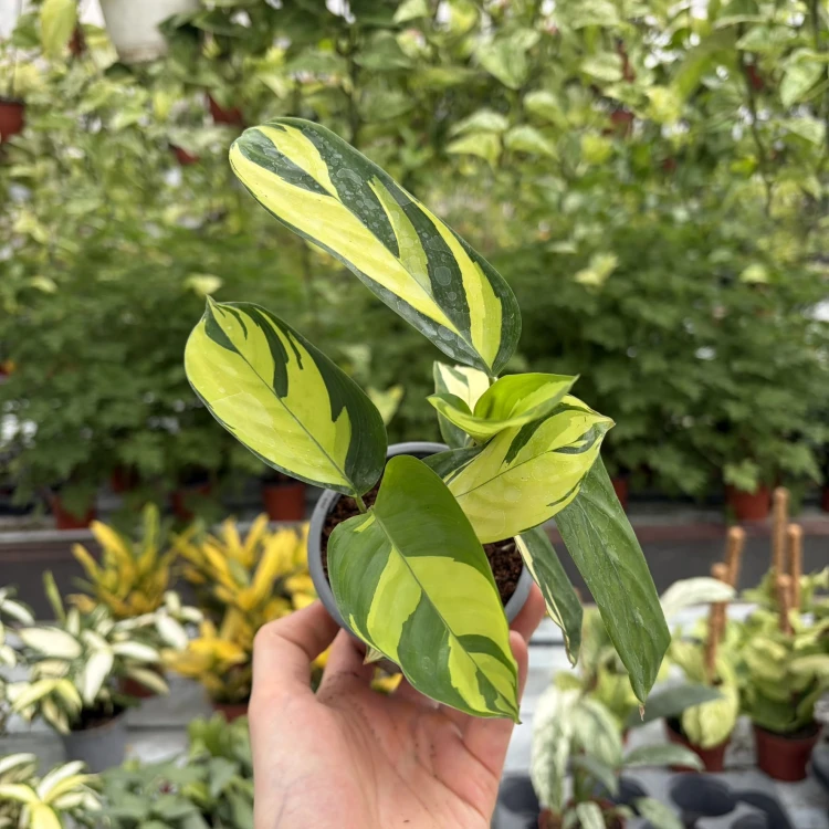 Ctenanthe lubbersiana Golden Mosaic P9
