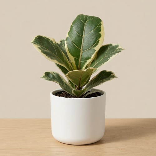 Ficus lyrata Variegata Fikus Figowiec Dębolistny P9