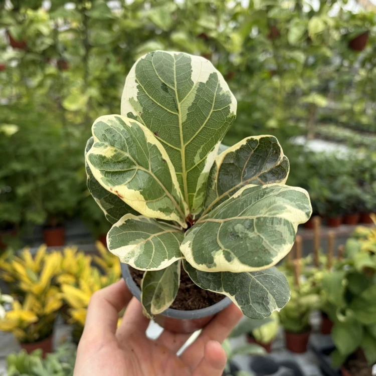Ficus lyrata Variegata Fikus Figowiec Dębolistny P9