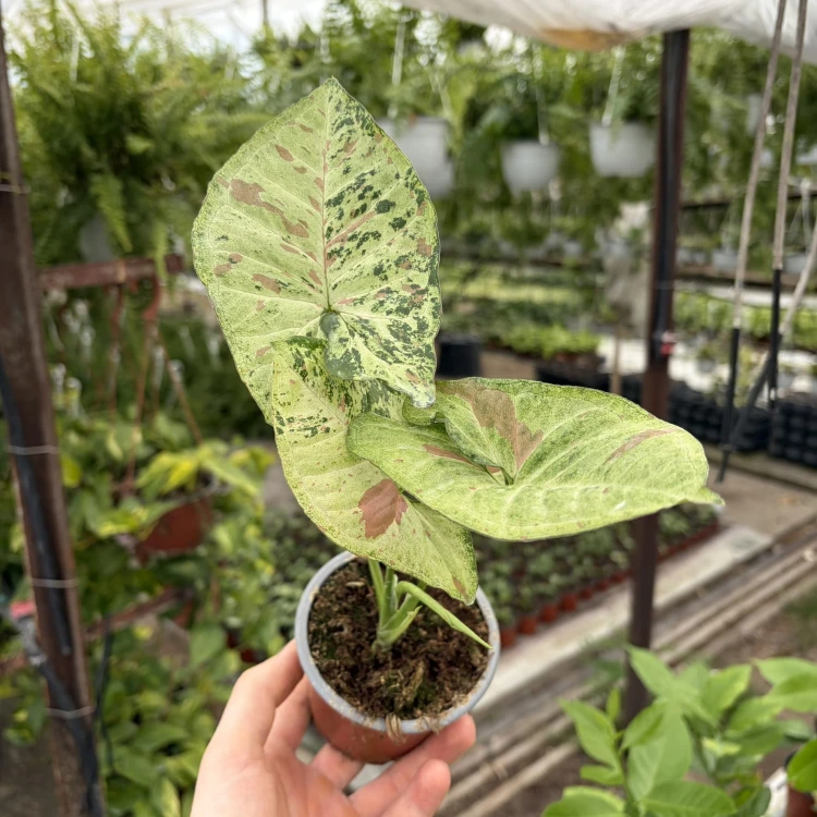 Syngonium Confetti Tricolor P9