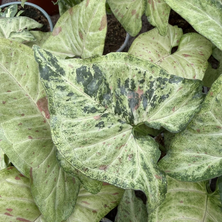 Syngonium Confetti Tricolor P9