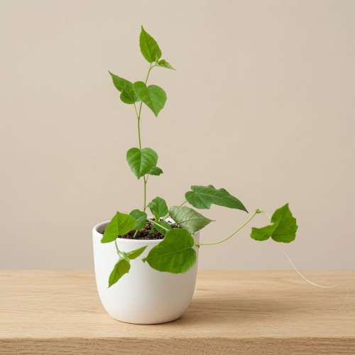 Passiflora foetida Męczennica P9