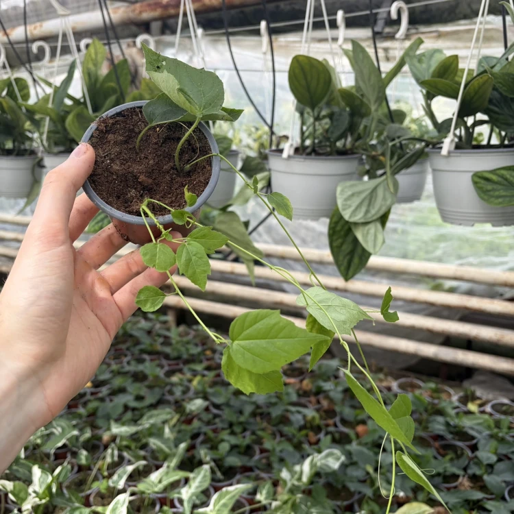 Passiflora foetida Męczennica P9