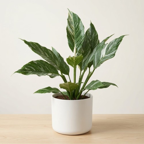 Spathiphyllum Diamond Variegata Skrzydłokwiat P17