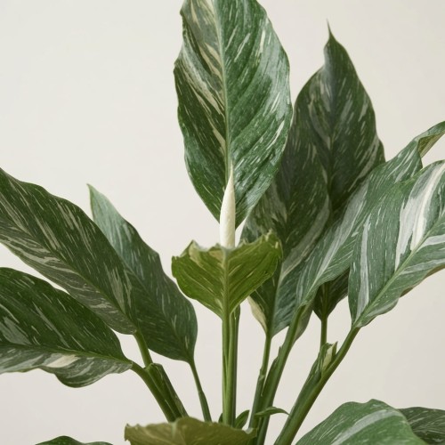 Spathiphyllum Diamond Variegata Skrzydłokwiat P17