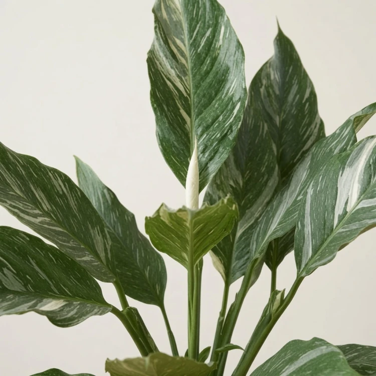Spathiphyllum Diamond Variegata Skrzydłokwiat P17