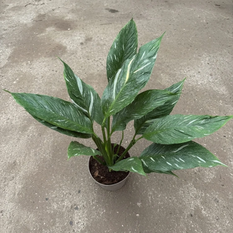Spathiphyllum Diamond Variegata Skrzydłokwiat P17