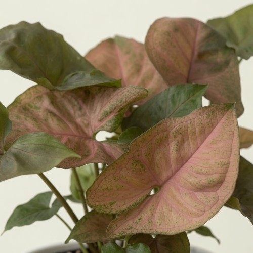 Syngonium Brocante Zroślicha P11