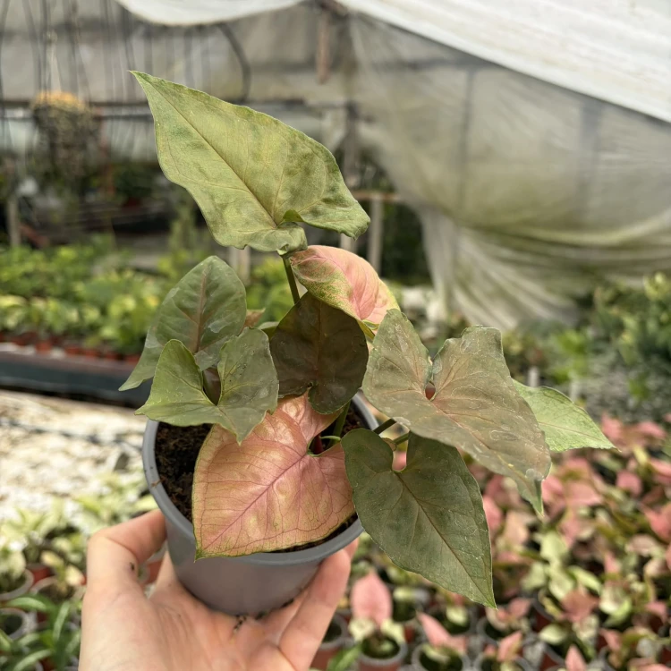 Syngonium Brocante Zroślicha P11