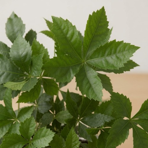 Winobluszcz Parthenocissus P9