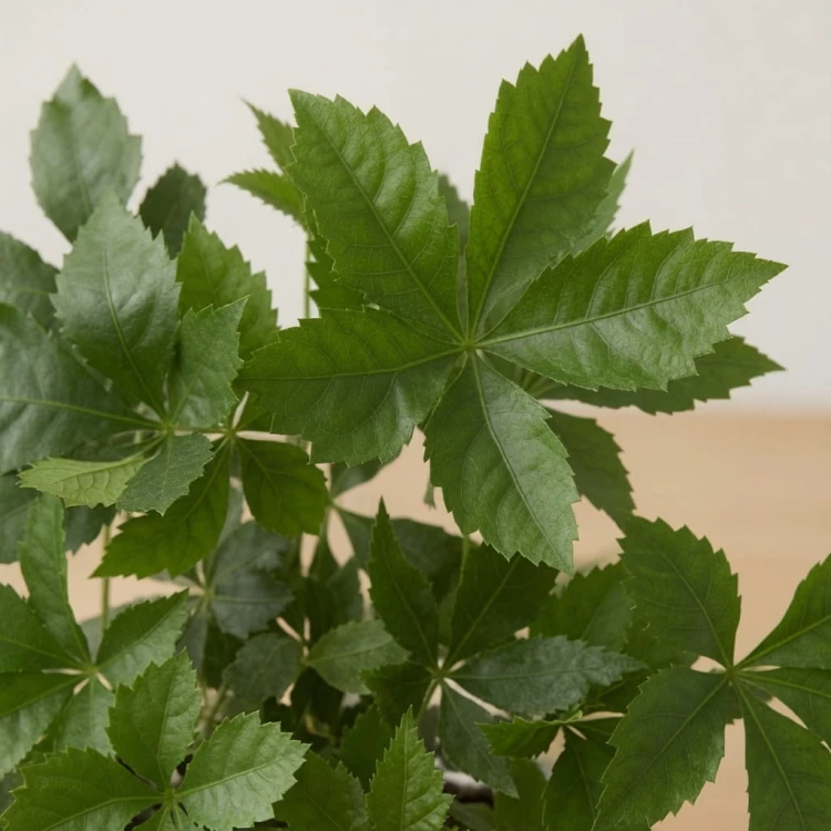 Winobluszcz Parthenocissus P9