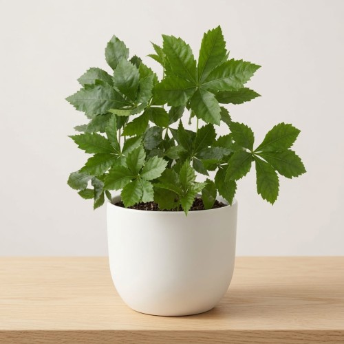Winobluszcz Parthenocissus P9