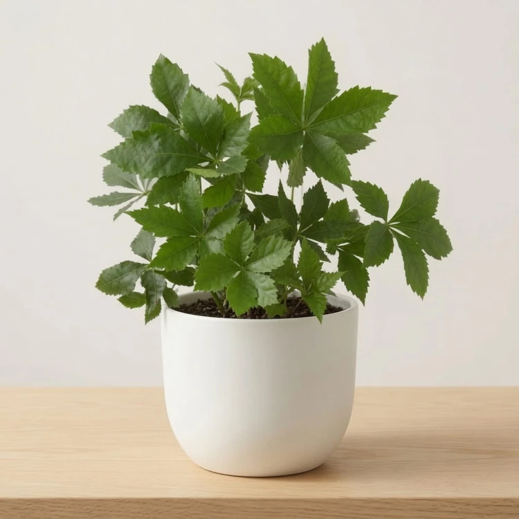 Winobluszcz Parthenocissus P9