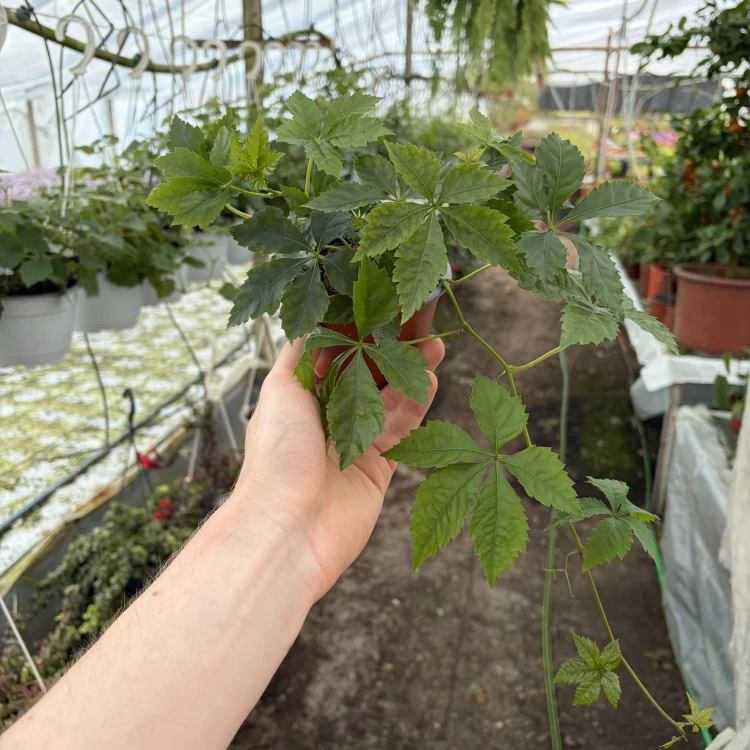 Winobluszcz Parthenocissus P9