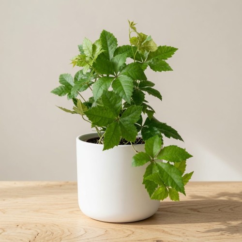 Winobluszcz Parthenocissus P11